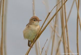 REED WARBLER (Acrocephalus scirpaceus)